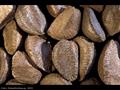 معرفی و راهنمای پرورش درختان میوه - درخت آجیل برزیل
